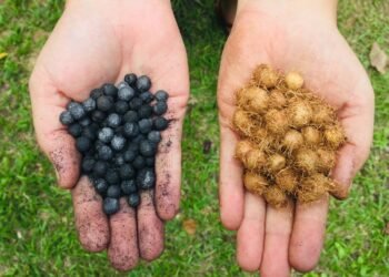 FAPEAM-FOTO-ACERVO-DA-PESQUISADORA