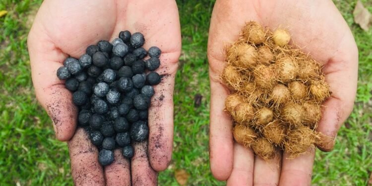 FAPEAM-FOTO-ACERVO-DA-PESQUISADORA