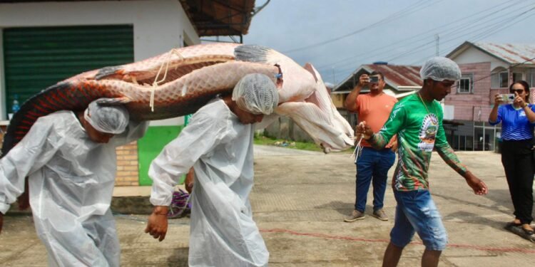 Festival de Pesca manejada em Atalaia do Norte tem pirarucu como protagonista