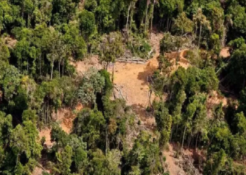 Crédito de Carbono Pará