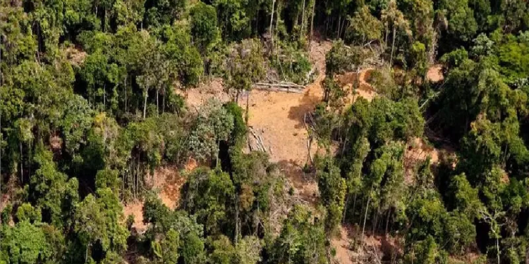 Crédito de Carbono Pará