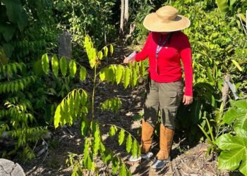 Idam_Reflorestamento