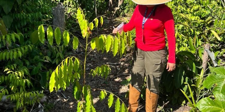 Idam_Reflorestamento