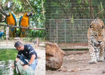 Zootropical segue como espaço de preservação de espécies da fauna amazônica