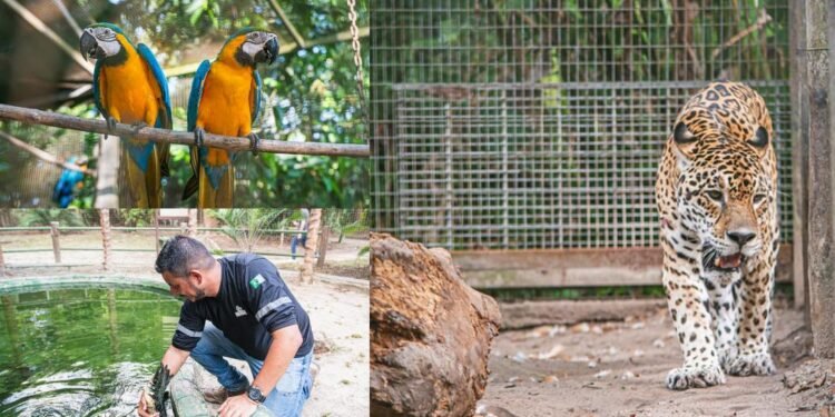 Zootropical segue como espaço de preservação de espécies da fauna amazônica