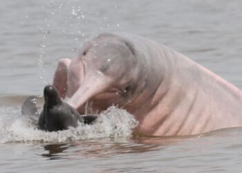 comportamento de botos na Amazônia