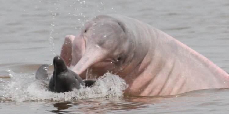 comportamento de botos na Amazônia