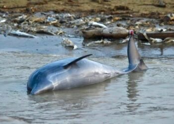 botos-mortos-no-lago-de-tefe-amazonas