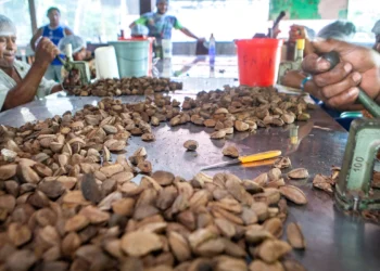 castanha_meio_ambiente