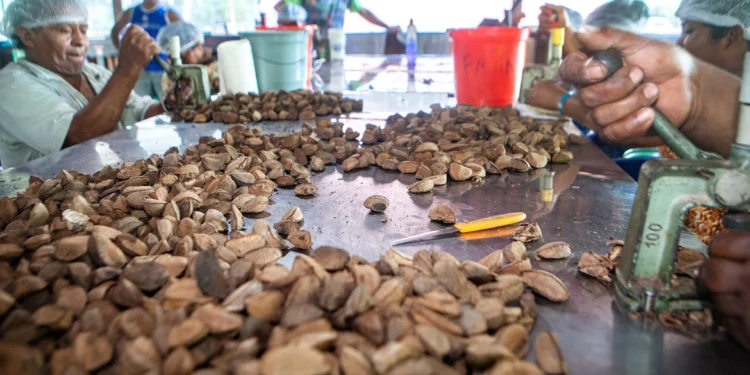 castanha_meio_ambiente