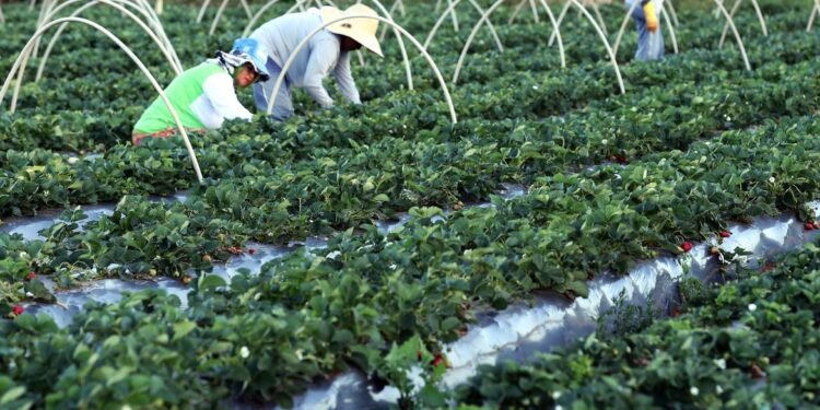 desenrola-agricultores