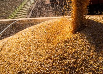 graos-safra-em-queda