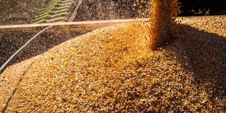 graos-safra-em-queda