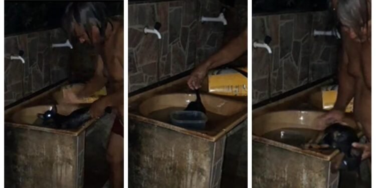 Crueldade: ex-vereador afoga e esmaga cachorro até a morte em Cacaulândia (RO); vídeo mostra toda a cena