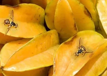 Foto mosca em carambola