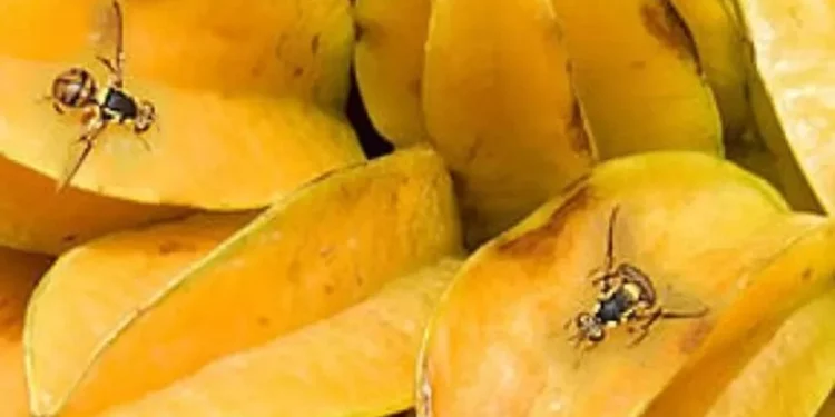 Foto mosca em carambola