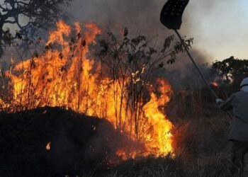 Foto brigadista tentando apagar fogo em floresta