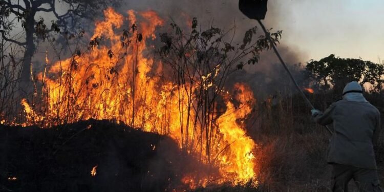 Foto brigadista tentando apagar fogo em floresta