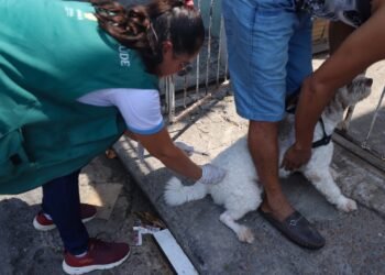 Manaus segue com campanha de vacinação antirrábica animal nesta segunda-feira,6