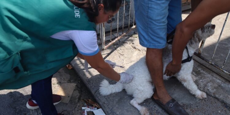 Manaus segue com campanha de vacinação antirrábica animal nesta segunda-feira,6