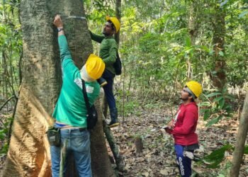 Monitoramento da Exploração Madeireira