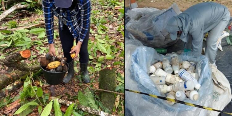 agrotóxicos irregulares foram retirados de circulação