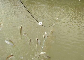 Composicao_de_especies