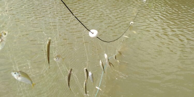 Composicao_de_especies