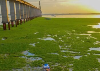 Ilhas de vegetação