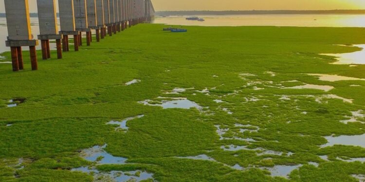 Ilhas de vegetação