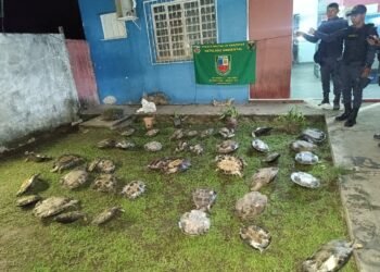 Polícia Militar apreende 43 quelônios, carne de animais silvestres e drogas em Jutaí
