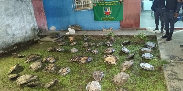 Polícia Militar apreende 43 quelônios, carne de animais silvestres e drogas em Jutaí