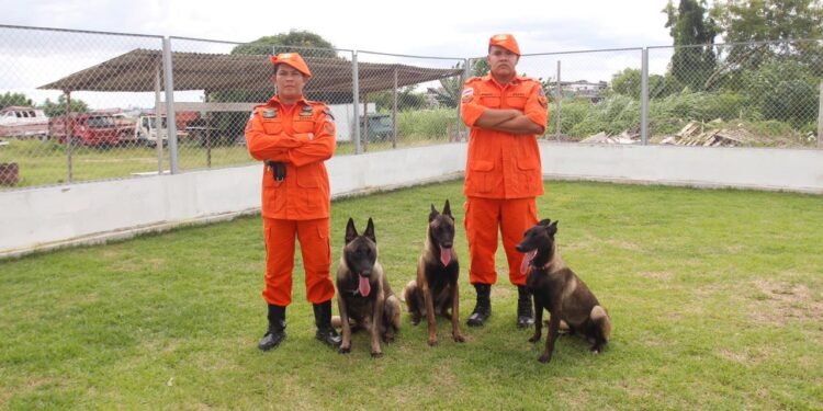 Corpo de Bombeiros treina cães para atuar em buscas e resgate