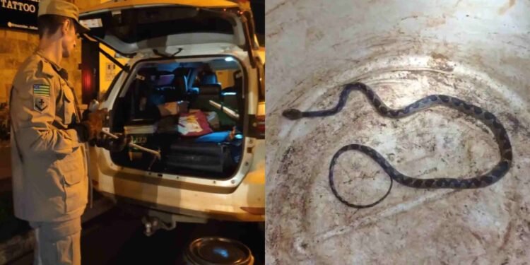cobra-encontrada-carro