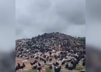 lixão a céu aberto preocupa moradores de Tefé