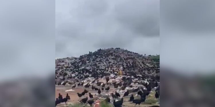 lixão a céu aberto preocupa moradores de Tefé