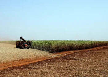 plantacao_de_soja_soja