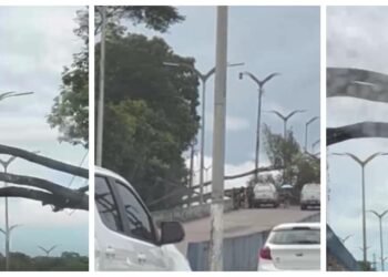 Árvore tomba no viaduto Gilberto Mestrinho e deixa acesso interditado