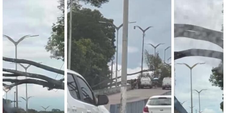 Árvore tomba no viaduto Gilberto Mestrinho e deixa acesso interditado