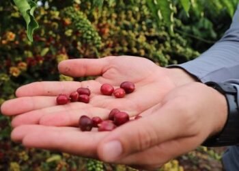 Aberta inscrições para curso de 'Tecnologia de Manejo para o Café Robustas Amazônica'
