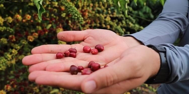 Aberta inscrições para curso de 'Tecnologia de Manejo para o Café Robustas Amazônica'
