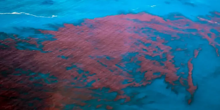 Alagoas e PE têm mais de 400 casos de intoxicação da maré vermelha