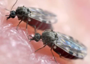 Maruim é o inseto transmissor do vírus causador da Febre Oropouche (Foto: Reprodução/ Internet).