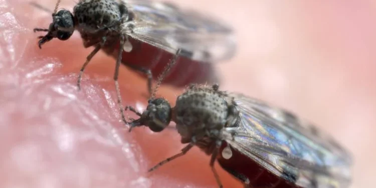 Maruim é o inseto transmissor do vírus causador da Febre Oropouche (Foto: Reprodução/ Internet).