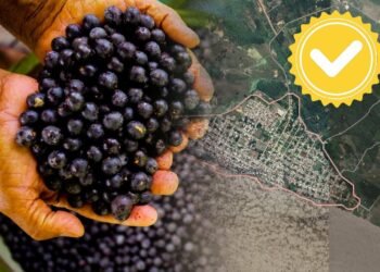 Açaí de Codajás ganha selo para produtos únicos no mercado - (Arte: Fábio Alencar/Suframa).