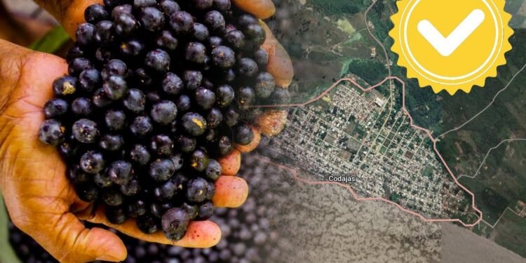 Açaí de Codajás ganha selo para produtos únicos no mercado - (Arte: Fábio Alencar/Suframa).