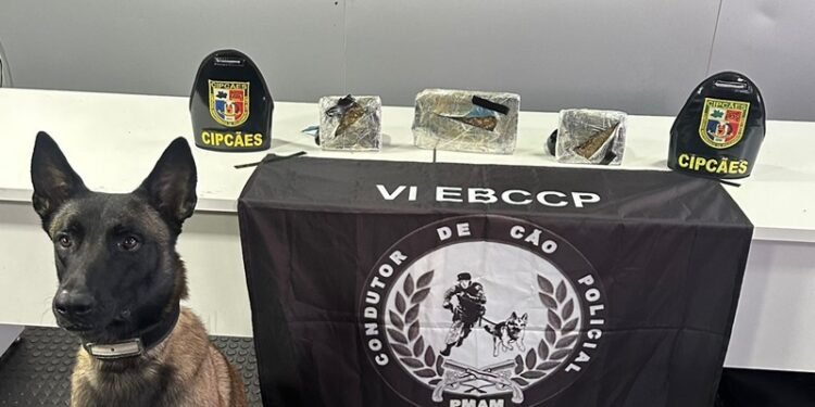 Drogas avaliadas em R$ 270 mil são apreendidas em Barcelos, no Amazonas