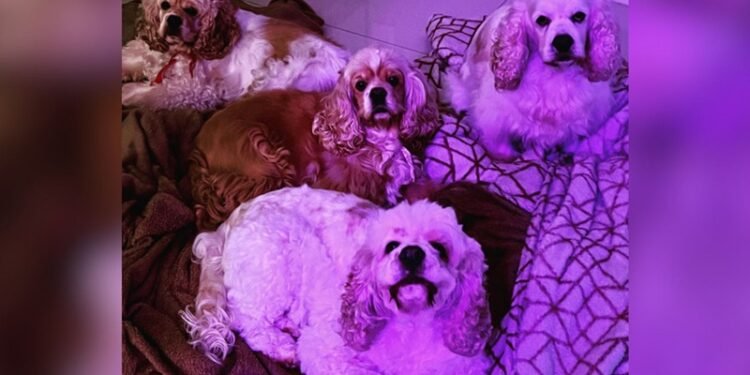 Homem que esfaqueou cachorros do vizinho é solto