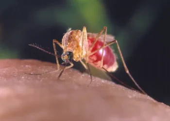 Maruim é o inseto transmissor da Febre Oropouche (Foto: Smith Collection/Gado/Getty Images).