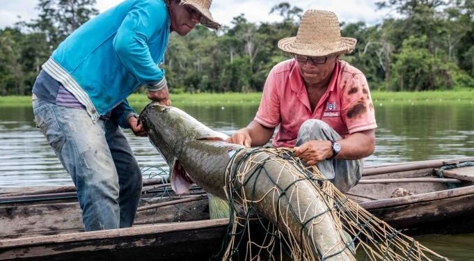 Manejo do pirarucu pode receber recursos do Fundo Amazônia, em Mamirauá